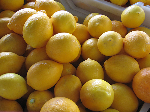 Meyer lemon variety