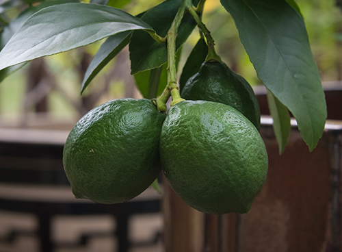 Meyer lemon variety