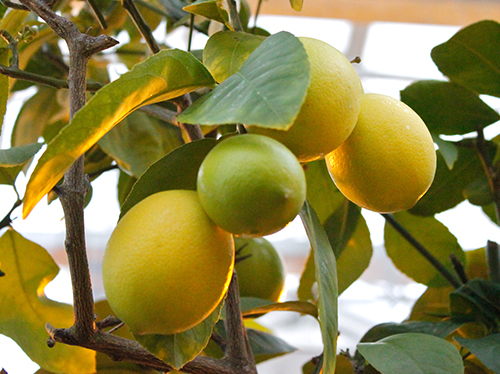 Meyer lemon variety