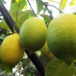 Lemon variety Pavlovsky