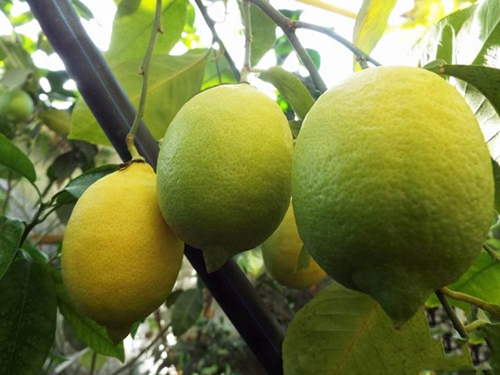 Pelbagai lemon Pavlovsky