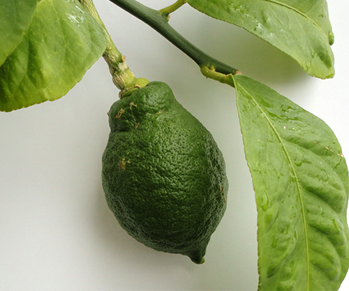 Lemon variety Pavlovsky