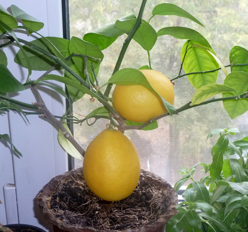 Lemon variety Pavlovsky