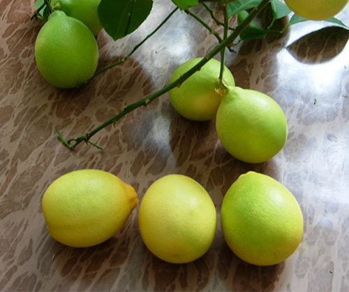 Lemon variety Pavlovsky