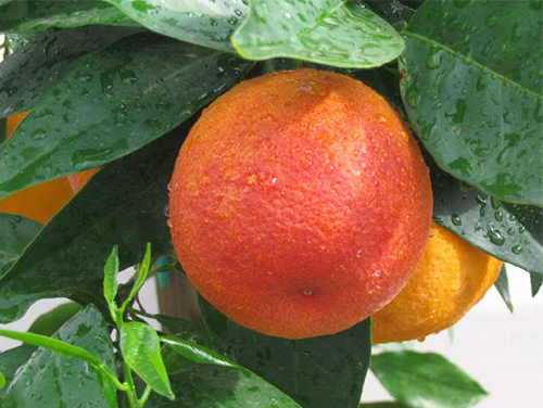 Moro orange