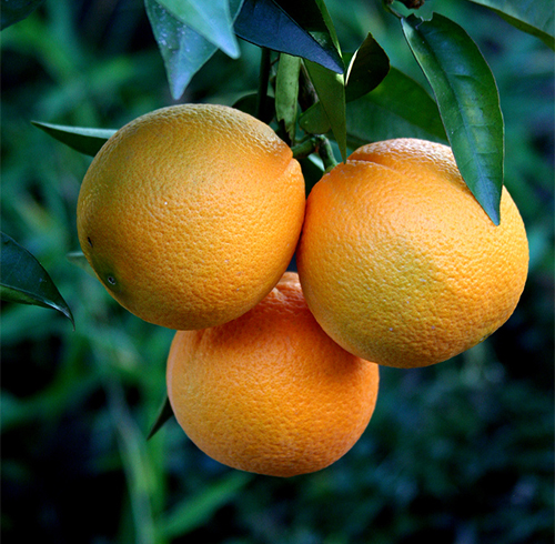 Orange variety Washington Navel