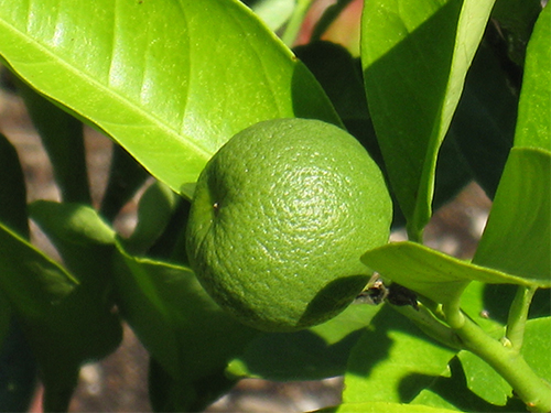 Washington Navel orange