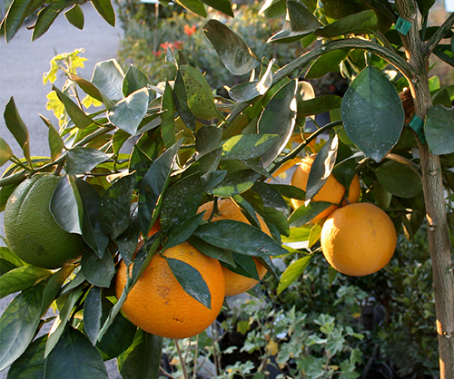 Washington Navel orange