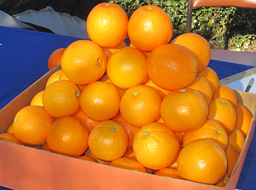 Washington Navel orange