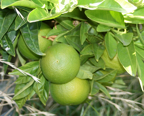 Moro orange variety