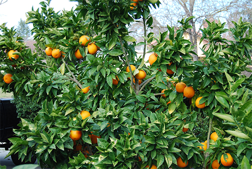 Moro orange variety