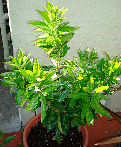 Moro orange variety