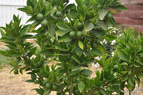 Moro orange variety