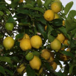 Pelbagai lemon Eureka