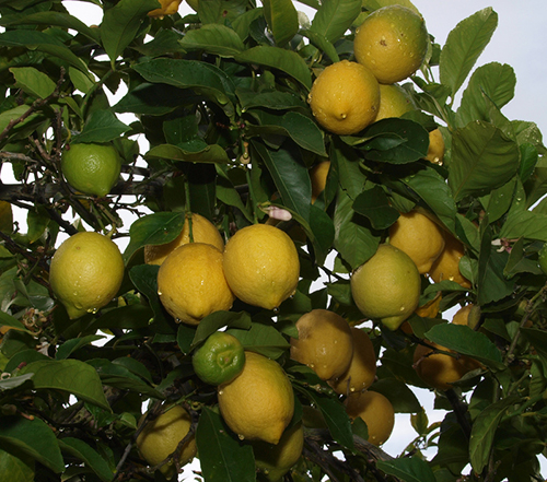 Pelbagai lemon Eureka