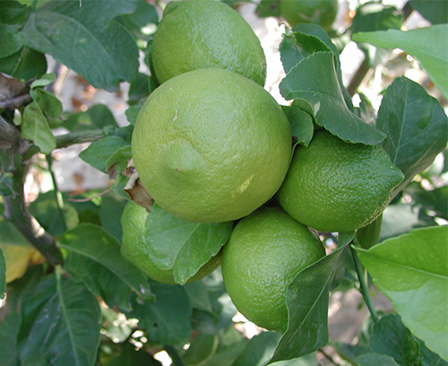 Lemon variety Eureka