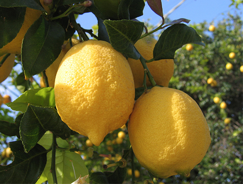 Lemon variety Eureka