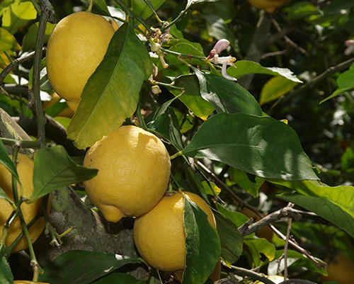 Pelbagai lemon Eureka