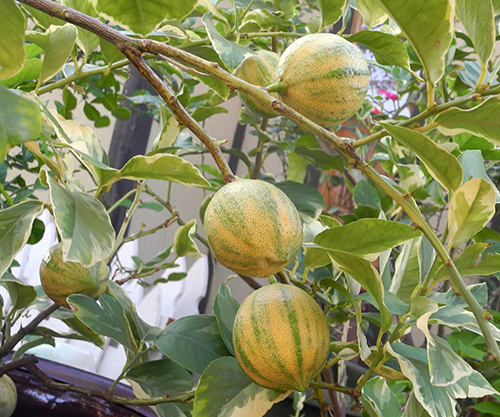 זן לימון יוריקה