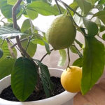 Lemon variety Maikop