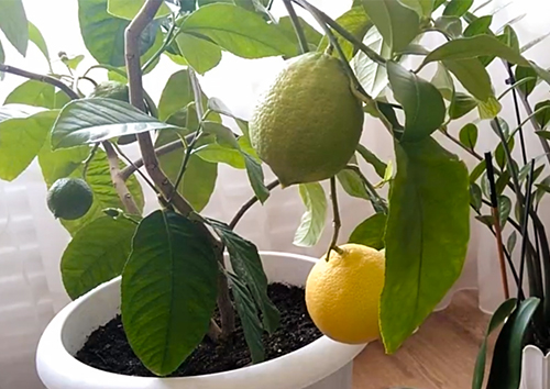 Lemon variety Maikop