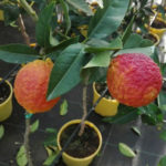 Rosso lemon variety