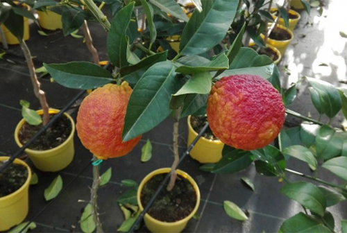 Rosso lemon variety