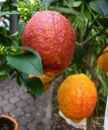 Rosso lemon variety