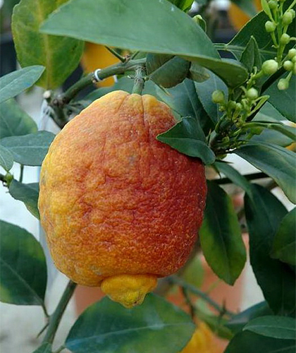 Rosso lemon variety