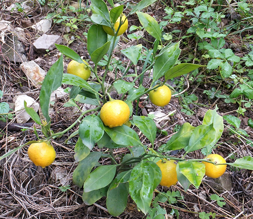 Mandarin variety Kovano Washo