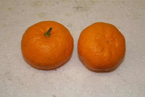 Mandarin variety Kovano Washo