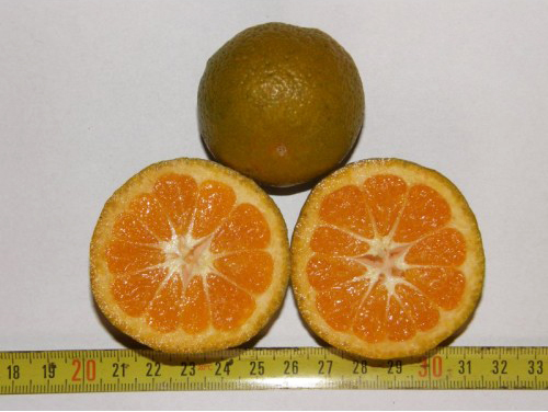 Mandarin variety Kovano Washo