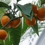 Unshiu mandarin