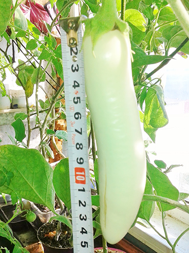 Eggplant variety White night