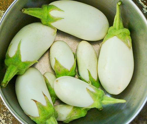 Eggplant variety White night