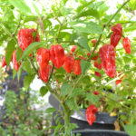 Pepper variety Bhut Jolokia