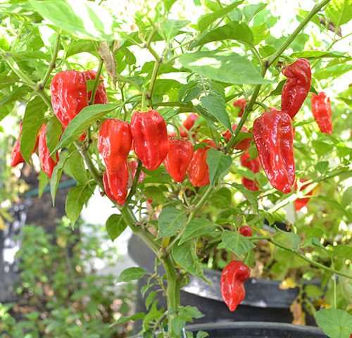 Pepper variety Bhut Jolokia