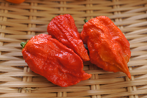 Pepper variety Bhut Jolokia