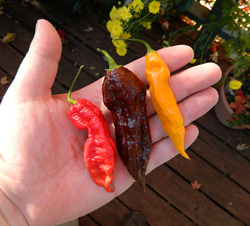 Pepper variety Bhut Jolokia