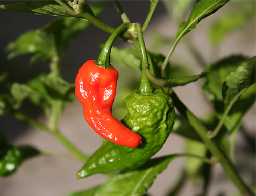 Pepper variety Bhut Jolokia