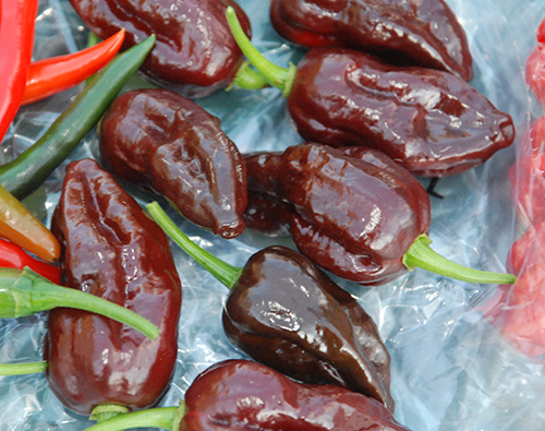 Pepper variety Bhut Jolokia