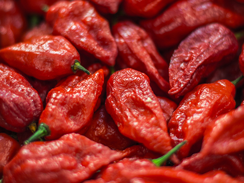 Pepper variety Bhut Jolokia