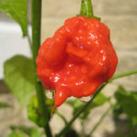 Сорт пипер Carolina Reaper (жътва на Carolina)