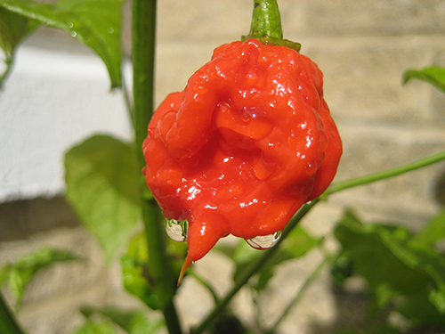 Pepper variety Carolina Reaper (Carolina reaper)