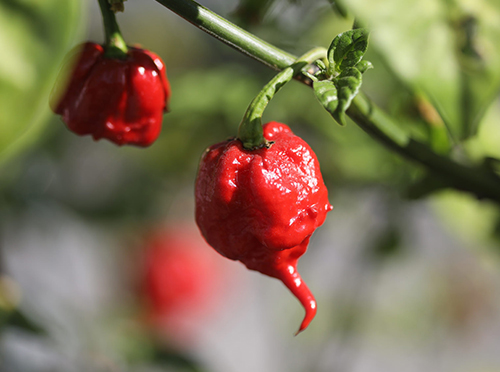 Ποικιλία πιπεριού Carolina Reaper (Καρολίνα θεριστής)