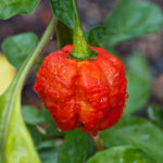 Pepper variety Trinidad Moruga Scorpio