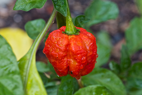 Pepper variety Trinidad Moruga Scorpio