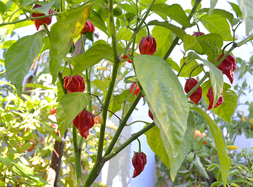 Pelbagai jenis lada Trinidad Moruga Scorpio