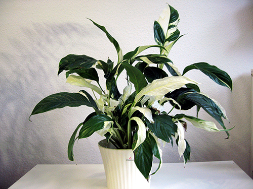 Spathiphyllum Picasso variety