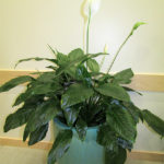 Spathiphyllum variety Sensation